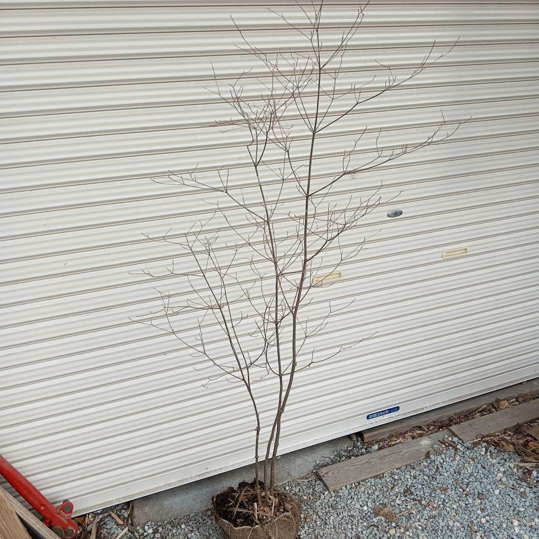 アブラツツジ　3本立ち　山採り