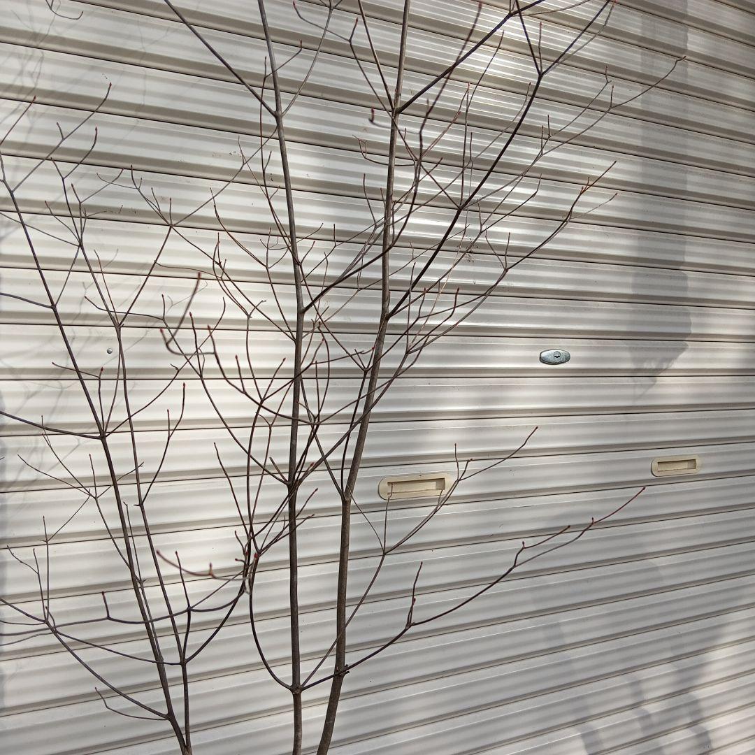 アブラツツジ　3本立ち　山採り