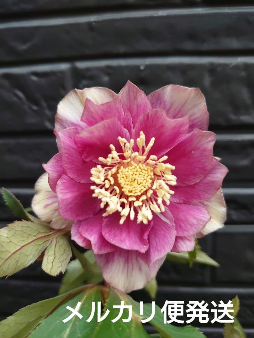 広瀬園芸　クリスマスローズ　Ｄ