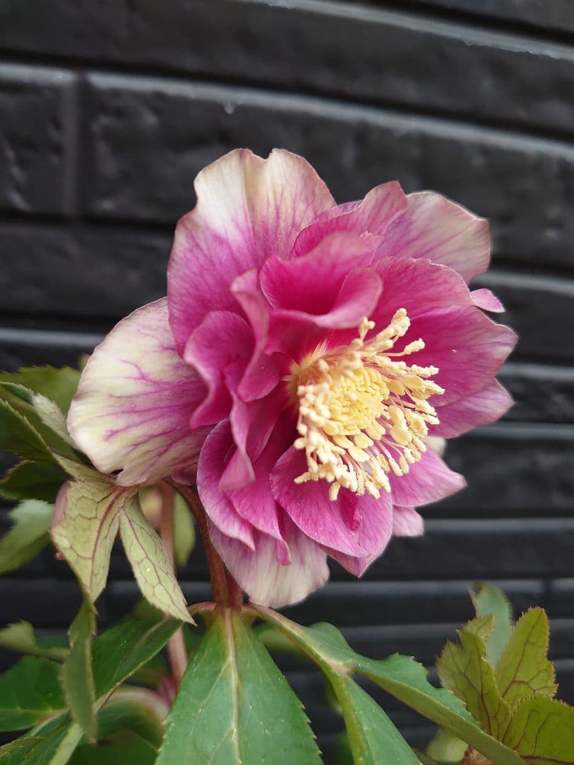 広瀬園芸　クリスマスローズ　Ｄ