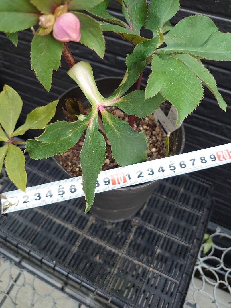 広瀬園芸　クリスマスローズ　Ｄ