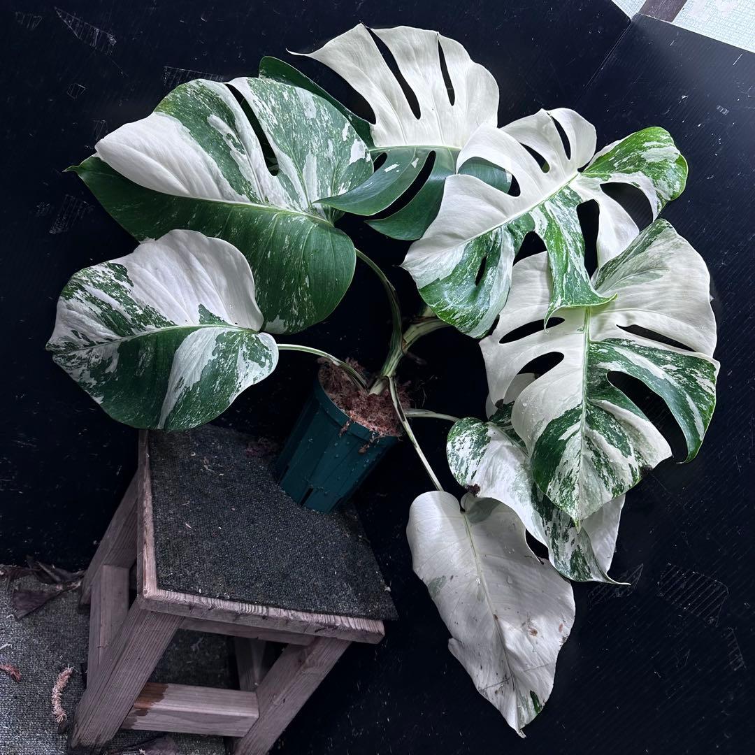 K*a様 斑入りモンステラ ホワイトタイガー極美大株54cm白斑多