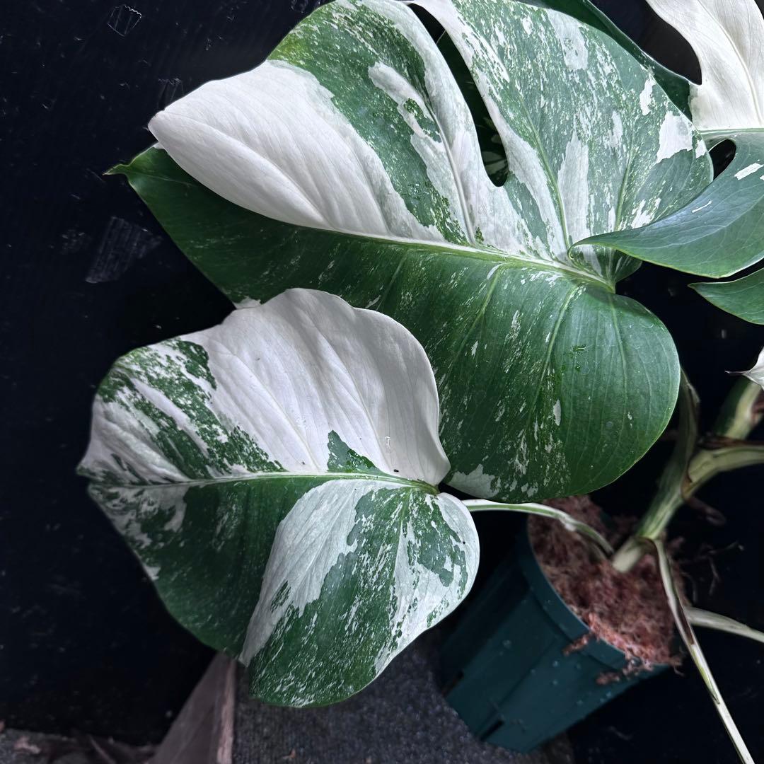 K*a様 斑入りモンステラ ホワイトタイガー極美大株54cm白斑多