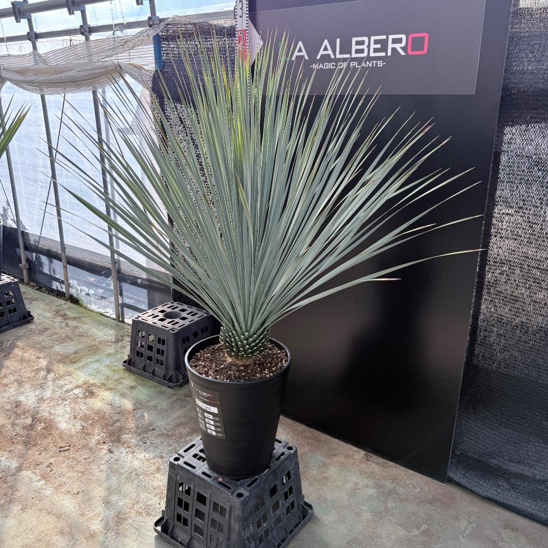 k*u様 【AL1186】ユッカ　ロストラータ　ランチョブルー