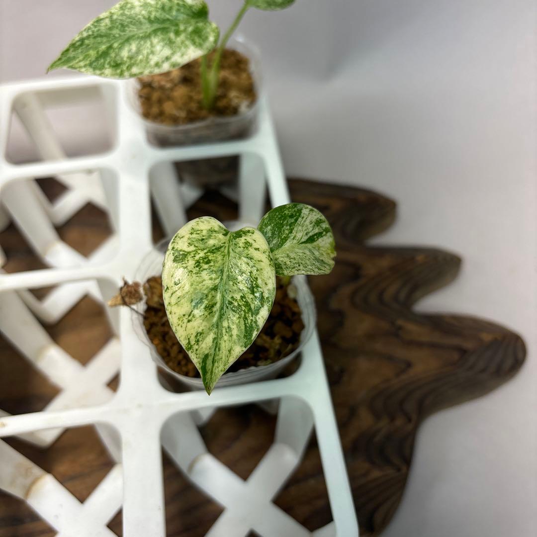 桃*郎様 5株セットms72【特別選抜】ホワイトモンスター／天津蘭 モンステラ斑