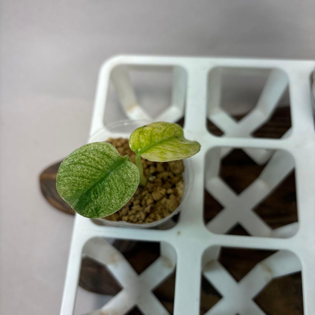 桃*郎様 5株セットms72【特別選抜】ホワイトモンスター／天津蘭 モンステラ斑