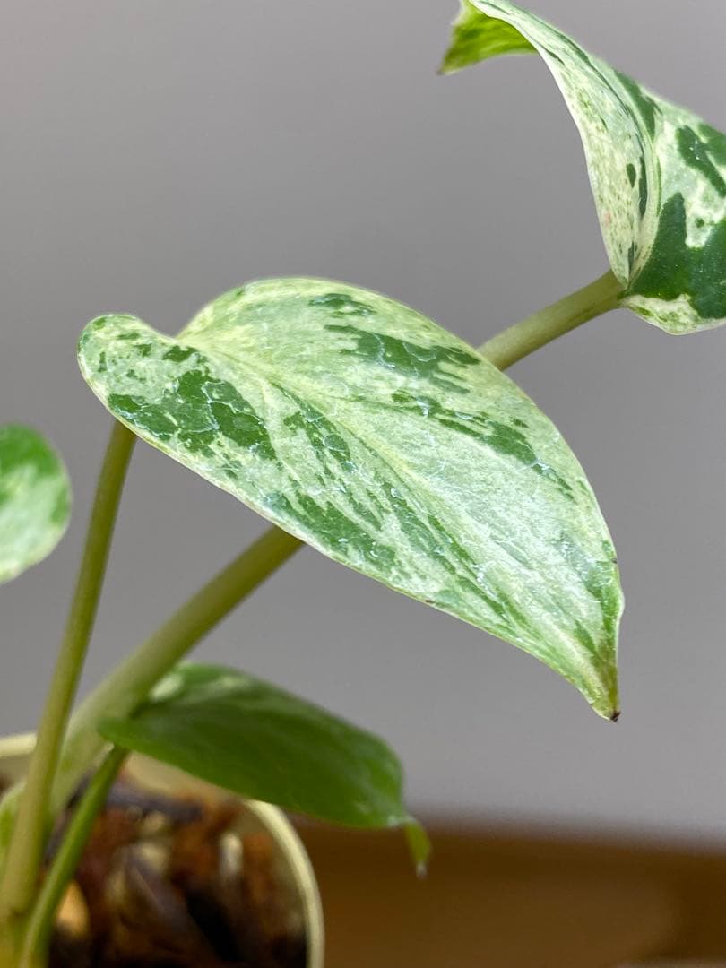 み*ん様 【将来有望株‼️】モンステラ　デリシオーサ　バルバソー　フシギダネ/ベ