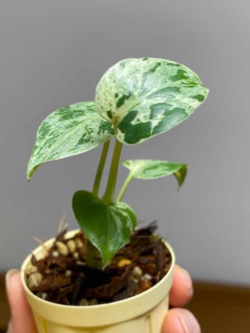 み*ん様 【将来有望株‼️】モンステラ　デリシオーサ　バルバソー　フシギダネ/ベ