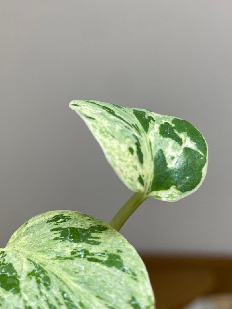 み*ん様 【将来有望株‼️】モンステラ　デリシオーサ　バルバソー　フシギダネ/ベ