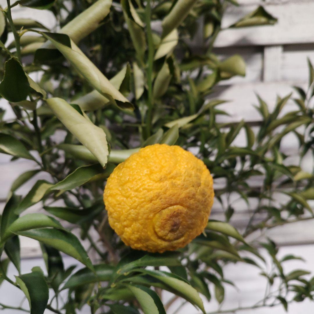 はるか 3年生 苗木 実つき！ 大苗