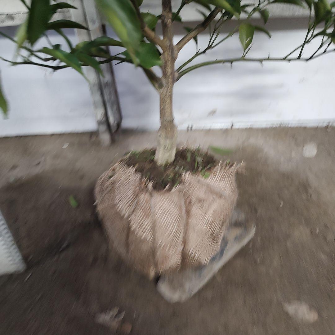 はるか 3年生 苗木 実つき！ 大苗