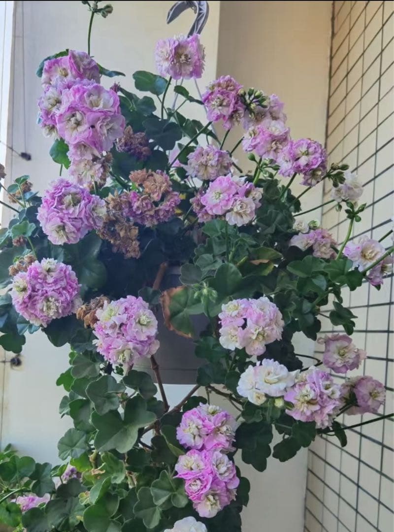 超新品アイビーゼラニウム苗