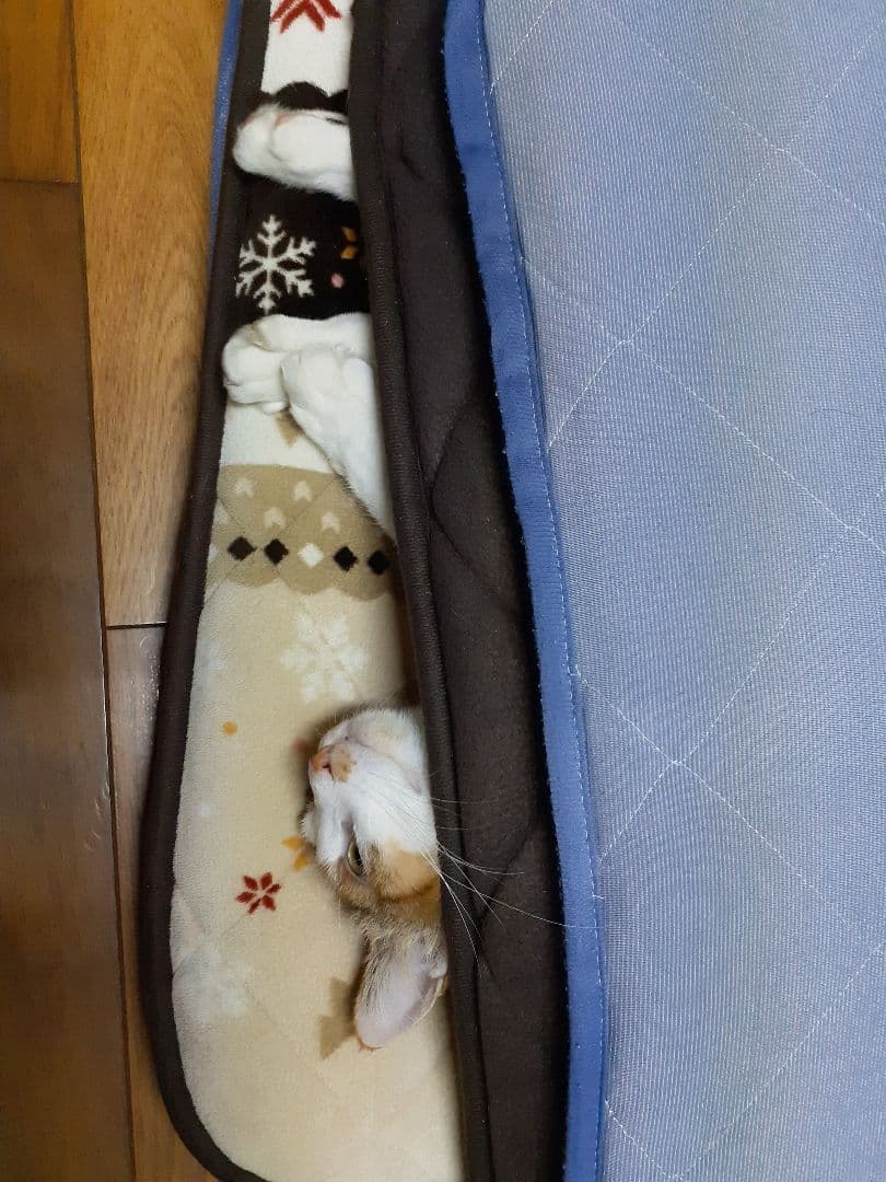 スマスロ　シンエヴァンゲリオン　家庭用