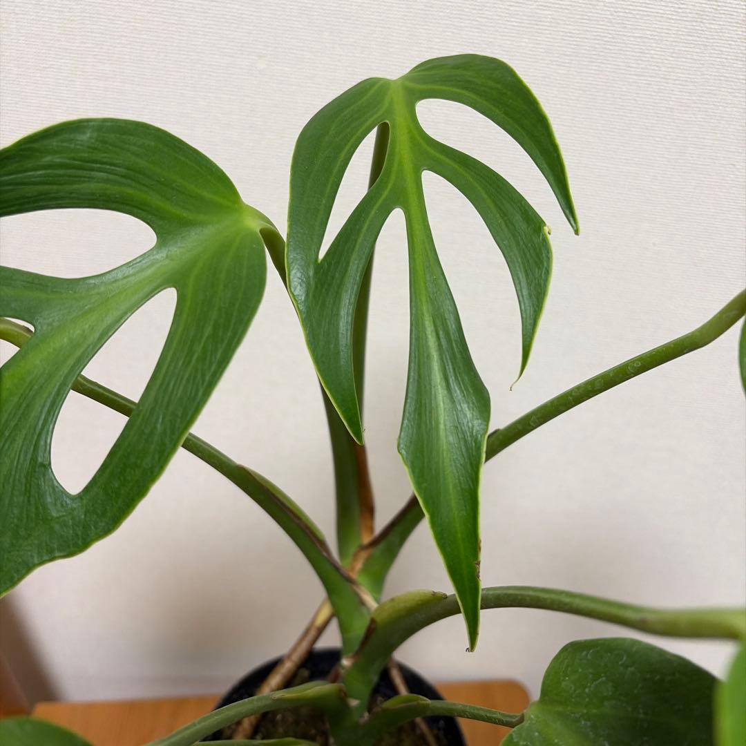 ＊モンステラ　バールマルクスフレーム　4号＊