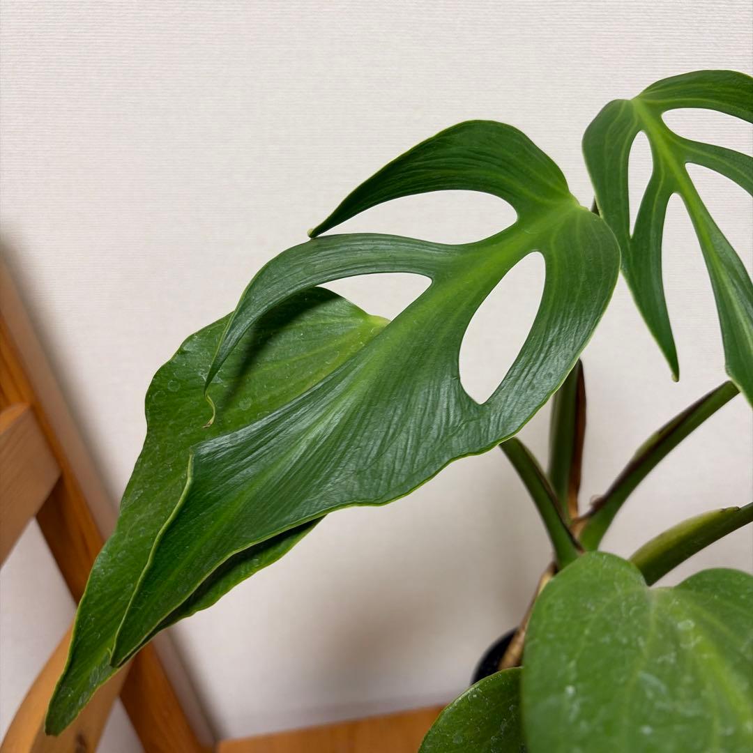 ＊モンステラ　バールマルクスフレーム　4号＊