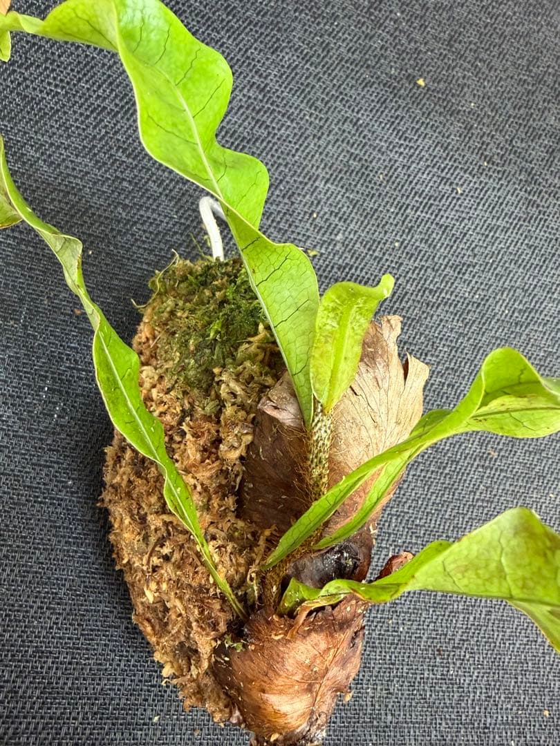 M*l様 14日まで！ ⭐︎ドリナリア インボルタ　ボルネオ・サラワク州産　株分