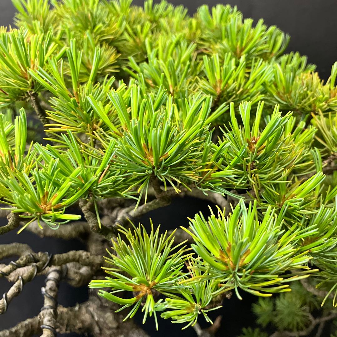 五葉松 盆栽