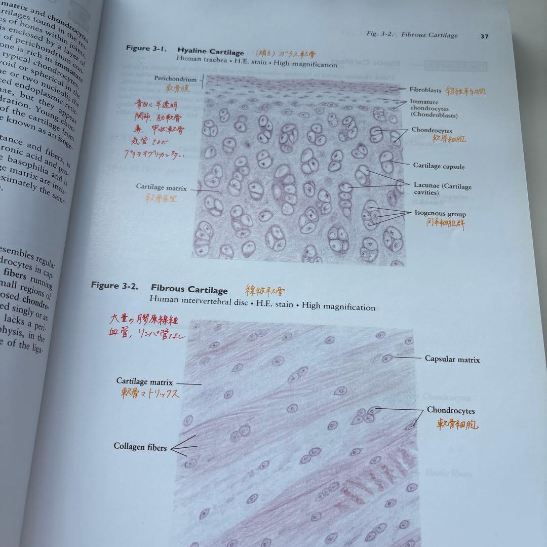 健康・医学 An Atlas of Histology