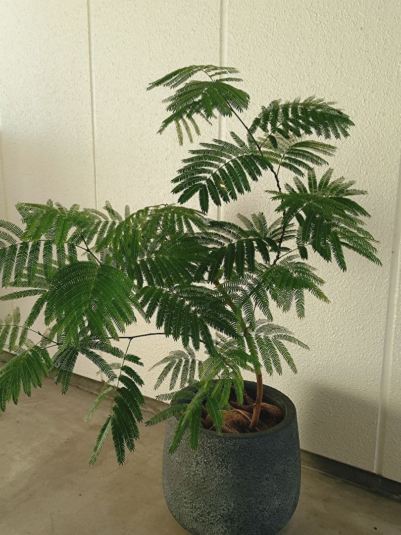 【高級鉢カバー付き】大型エバーフレッシュ　観葉植物　引き取り可能　曲がり