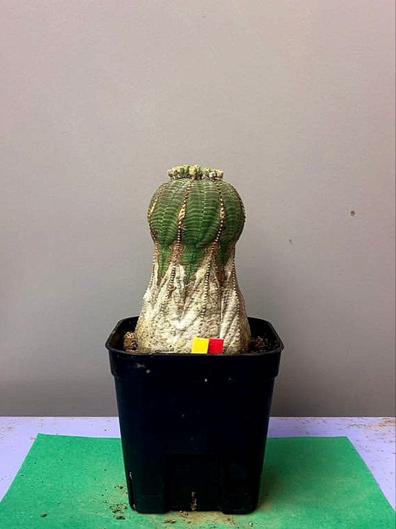 《3号YR》ユーフォルビア　オールド　オベサ　性別不明