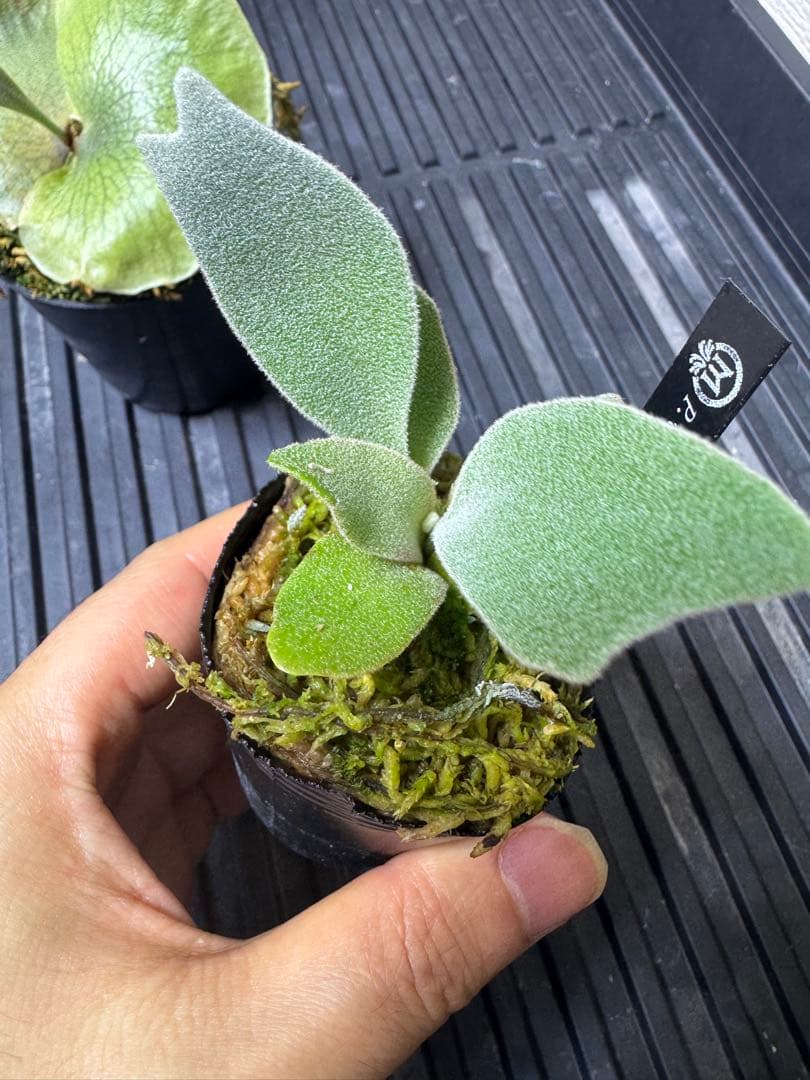 CK pavilion pup 2種　ビカクシダ