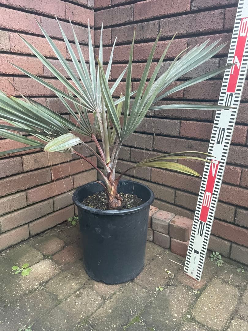 ビスマルキア　か