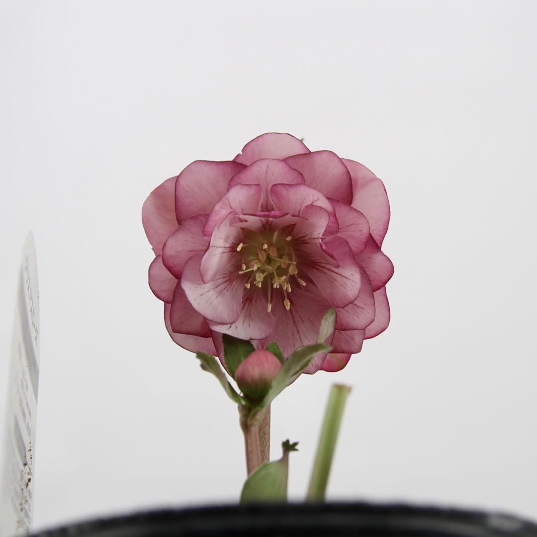 八重咲きクリスマスローズ　11ポットセット