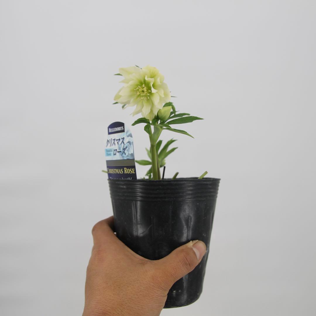 八重咲きクリスマスローズ　11ポットセット