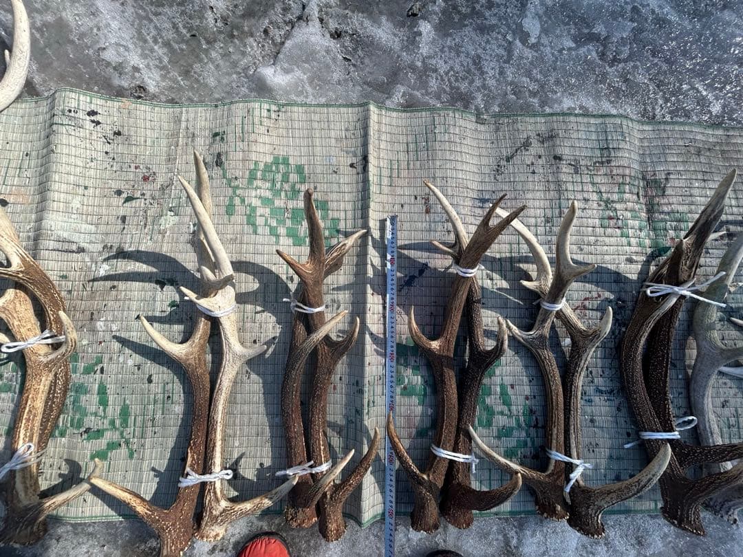 鹿の角　エゾシカ