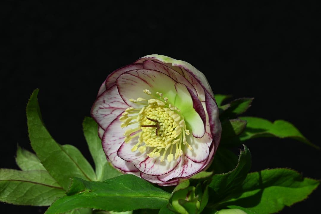 クリスマスローズ　認定毬姫プリマヴェーラ　加藤農園