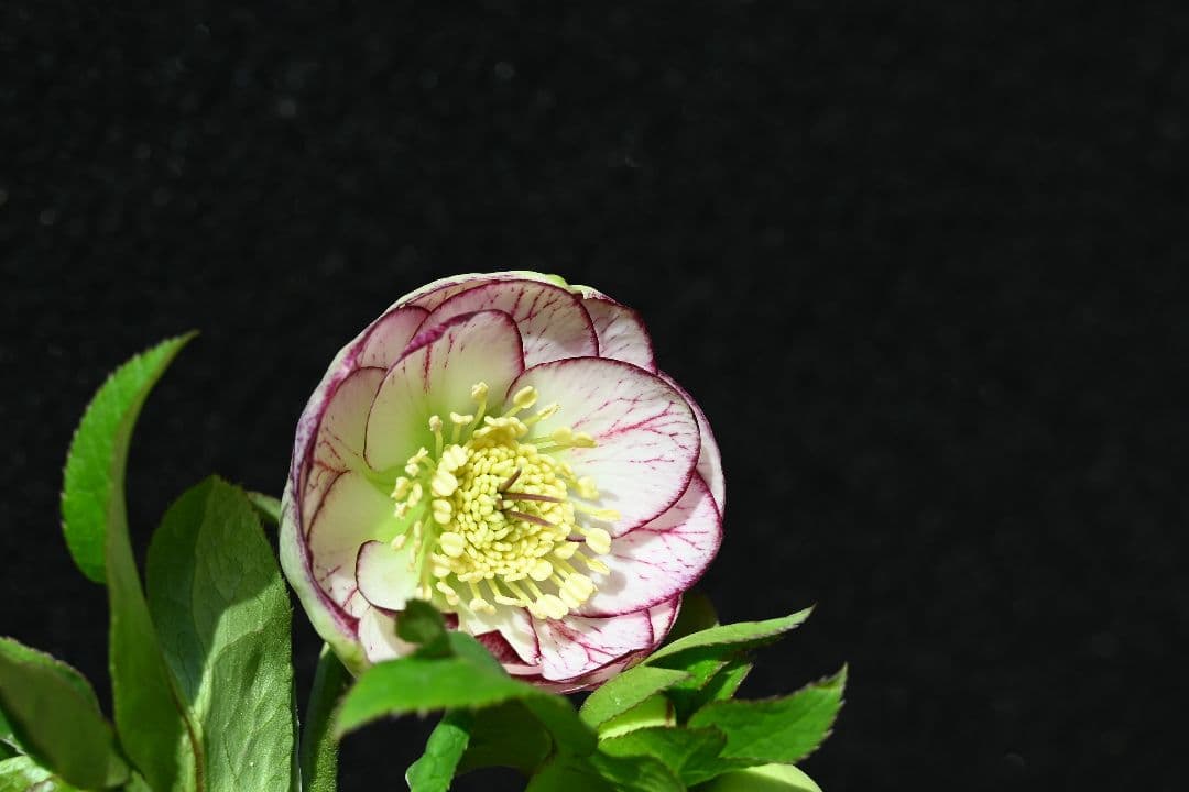 クリスマスローズ　認定毬姫プリマヴェーラ　加藤農園