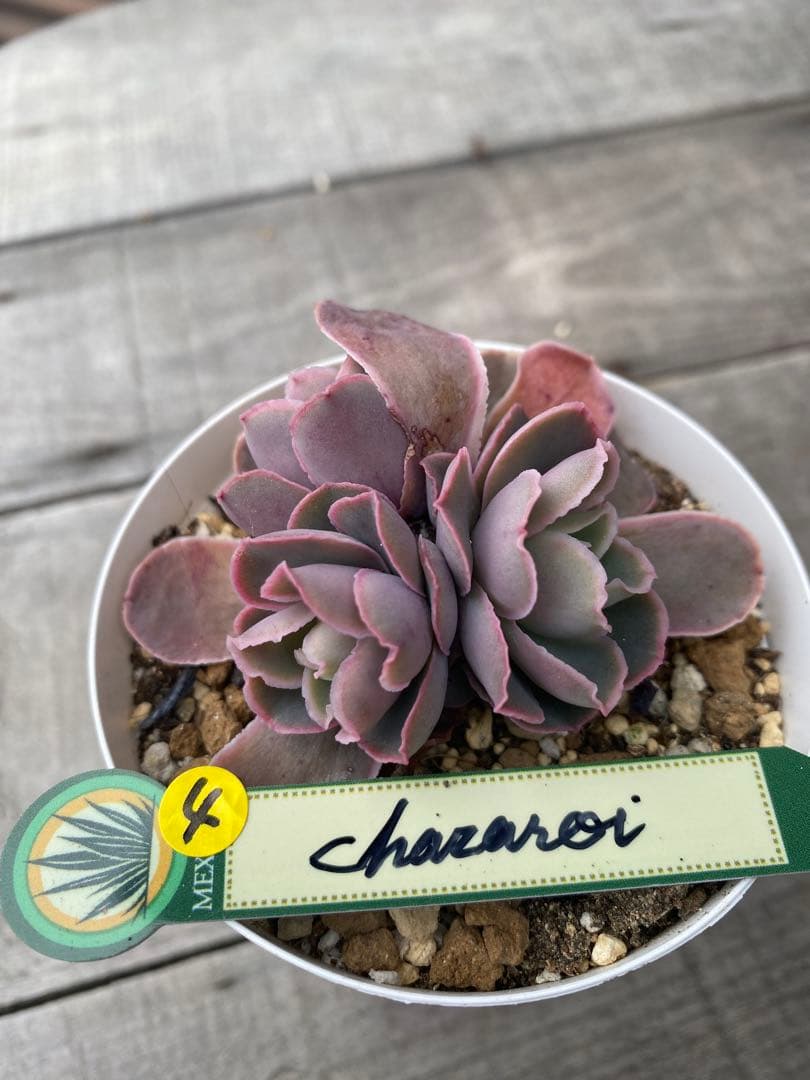 4 三頭　原種　チャザロイ　Chazaroi エケベリア 紫色