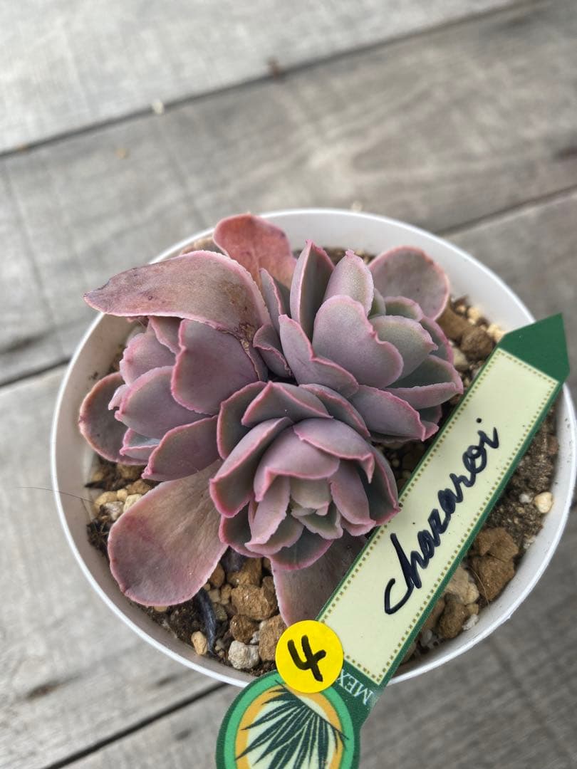 4 三頭　原種　チャザロイ　Chazaroi エケベリア 紫色