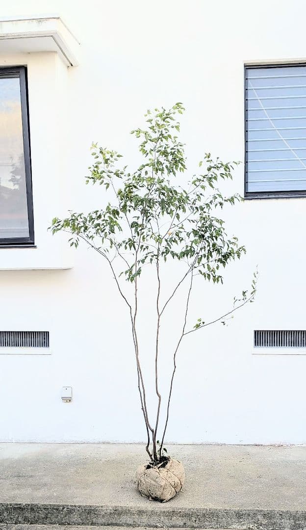 訳あり特価！山採りハイノキ。