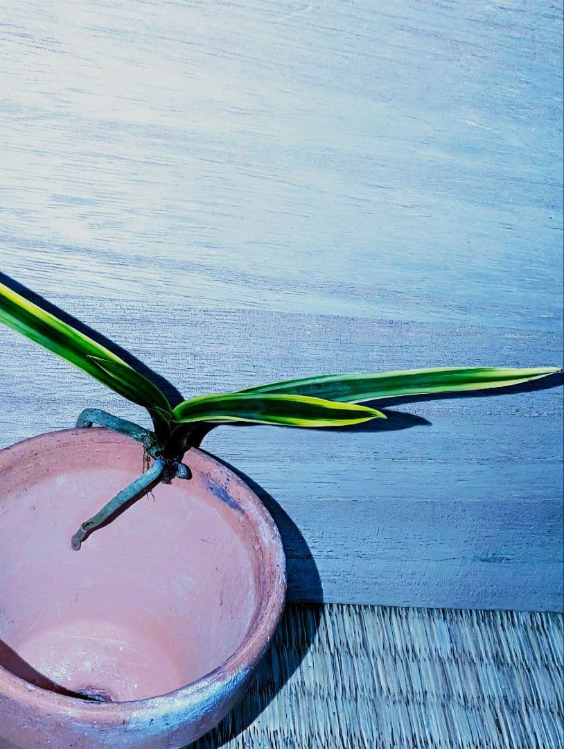 【迎春】富貴蘭　湖東錦