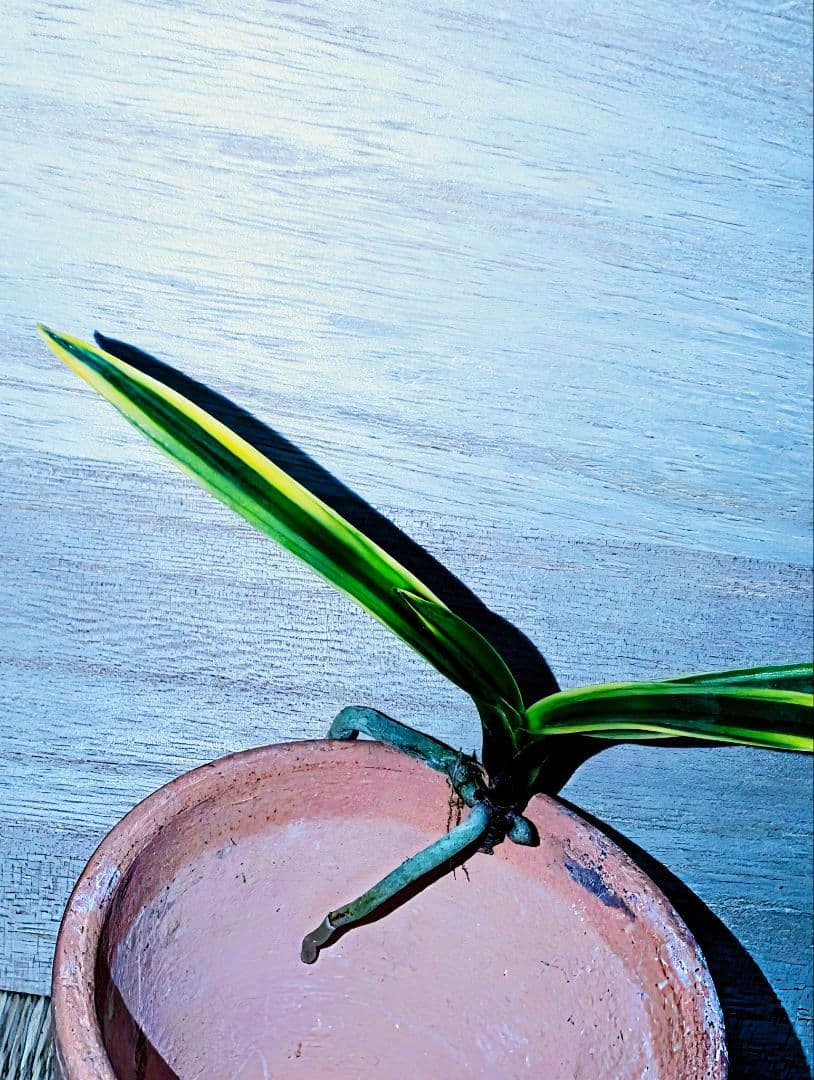 【迎春】富貴蘭　湖東錦