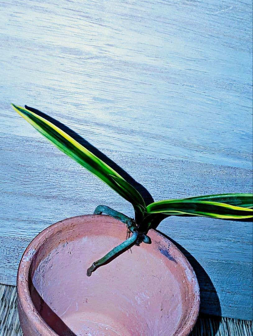 【迎春】富貴蘭　湖東錦