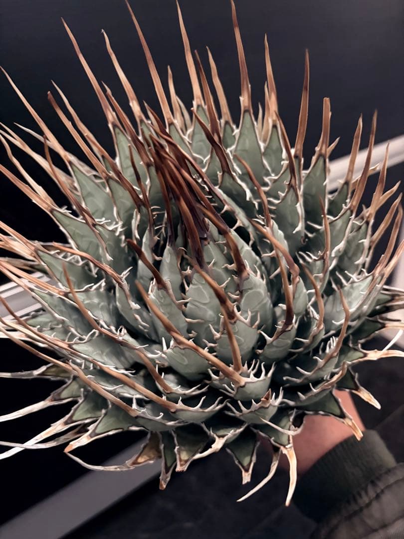 耐寒性アガベ エボリスピナ陽炎◇大株ドライガーデン多肉サボテン　チタノタ　ヤシ