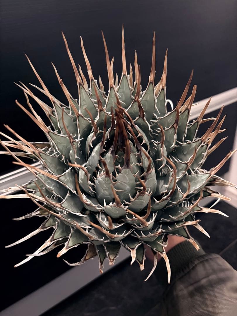 耐寒性アガベ エボリスピナ陽炎◇大株ドライガーデン多肉サボテン　チタノタ　ヤシ