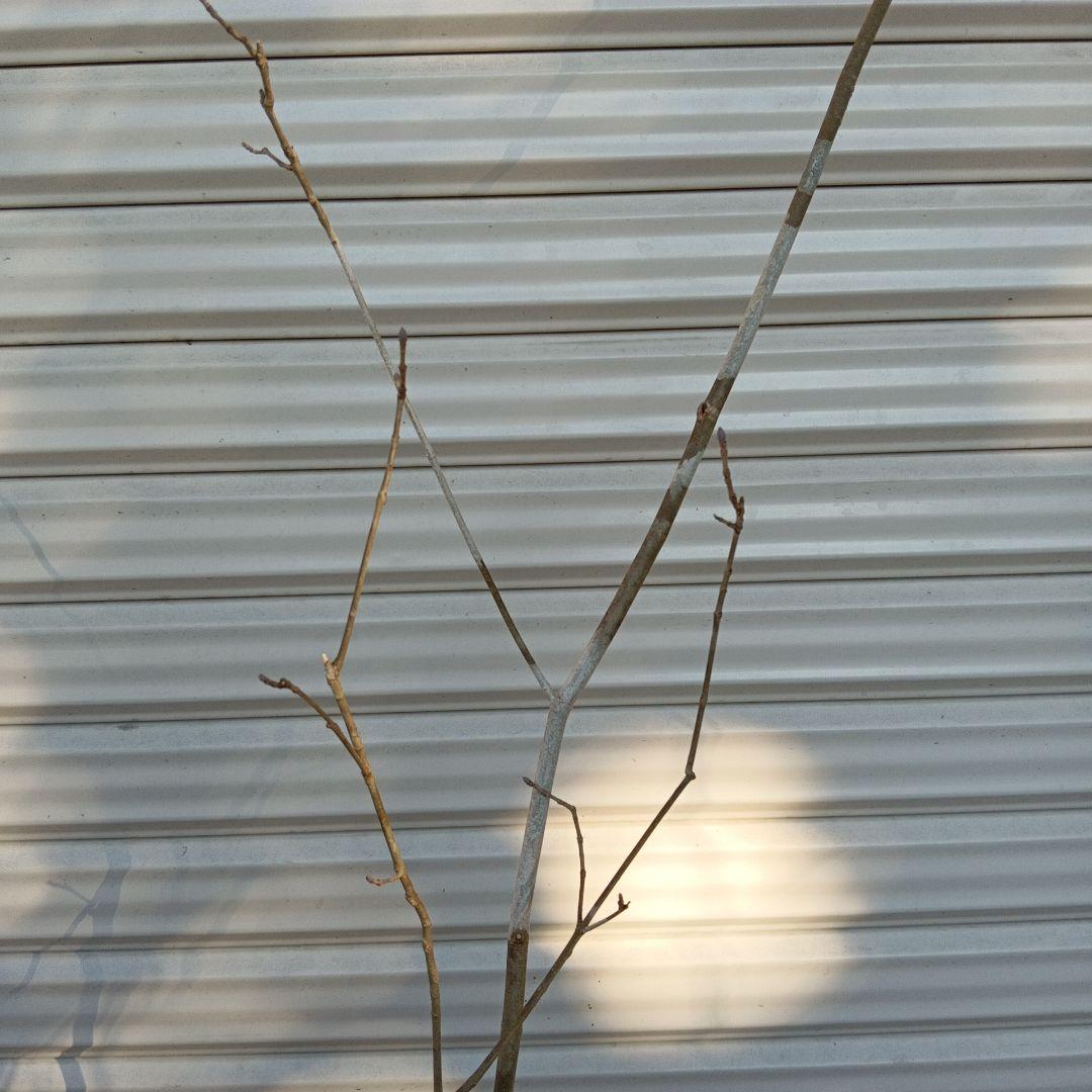 アオダモ　2本立ち　山採り