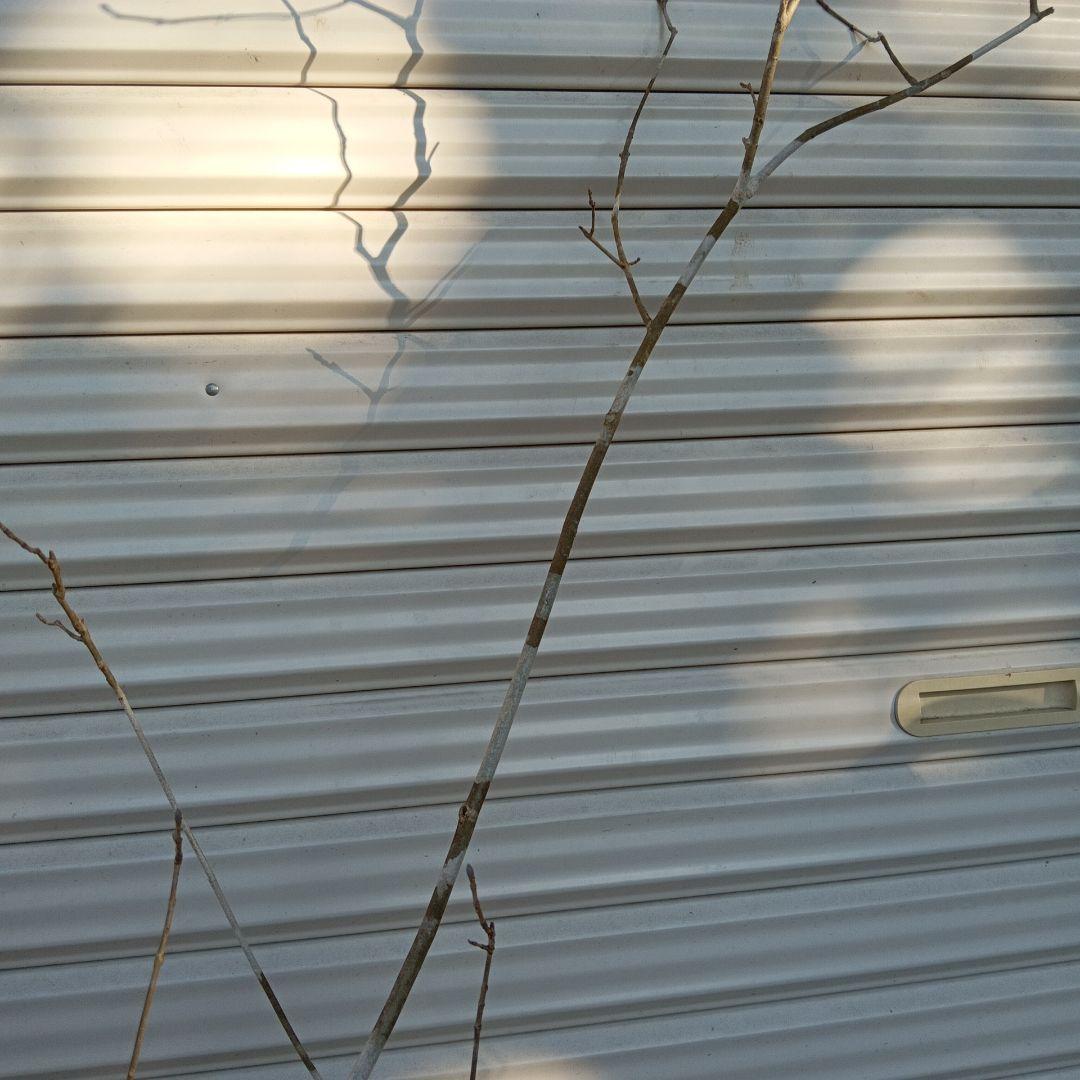 アオダモ　2本立ち　山採り