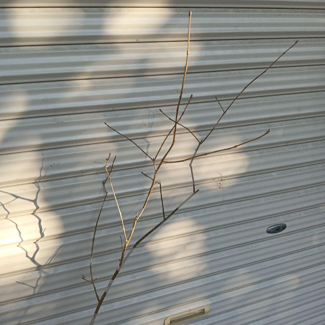 アオダモ　2本立ち　山採り