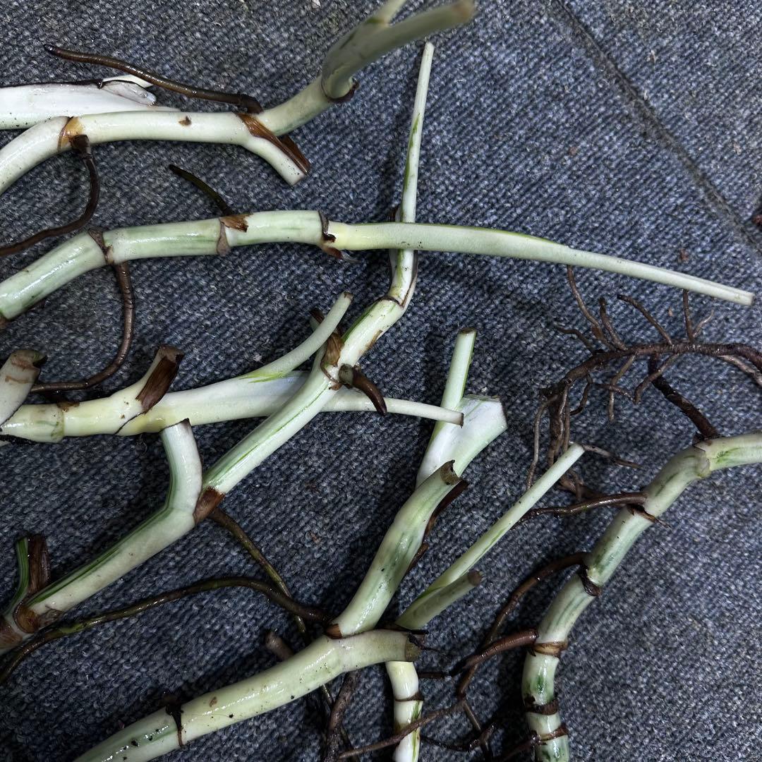 H*I様 斑入りモンステラホワイトタイガー茎8株おまとめ