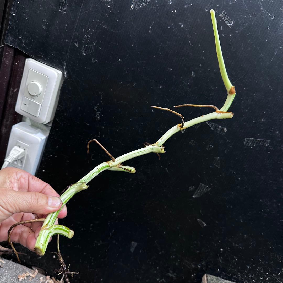 H*I様 斑入りモンステラホワイトタイガー茎8株おまとめ