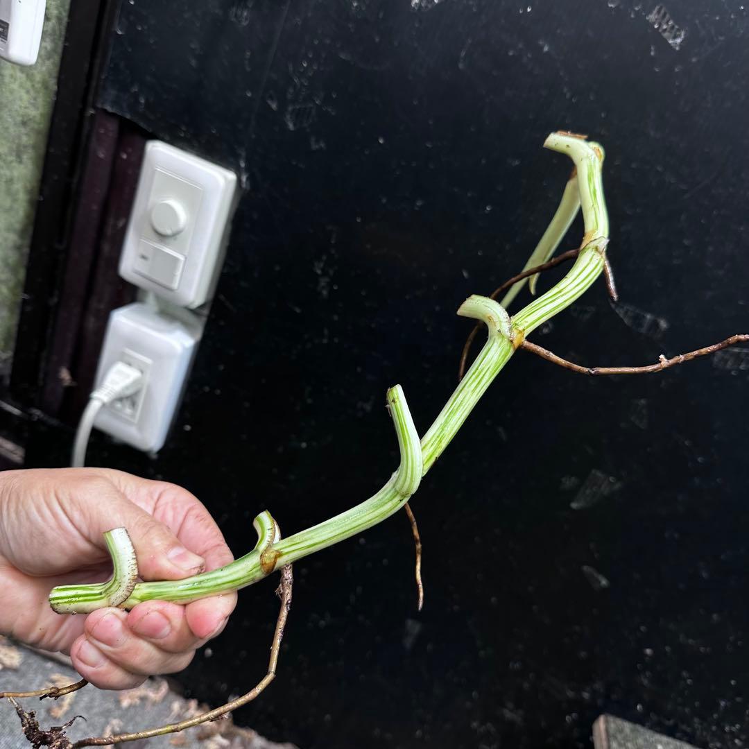 H*I様 斑入りモンステラホワイトタイガー茎8株おまとめ