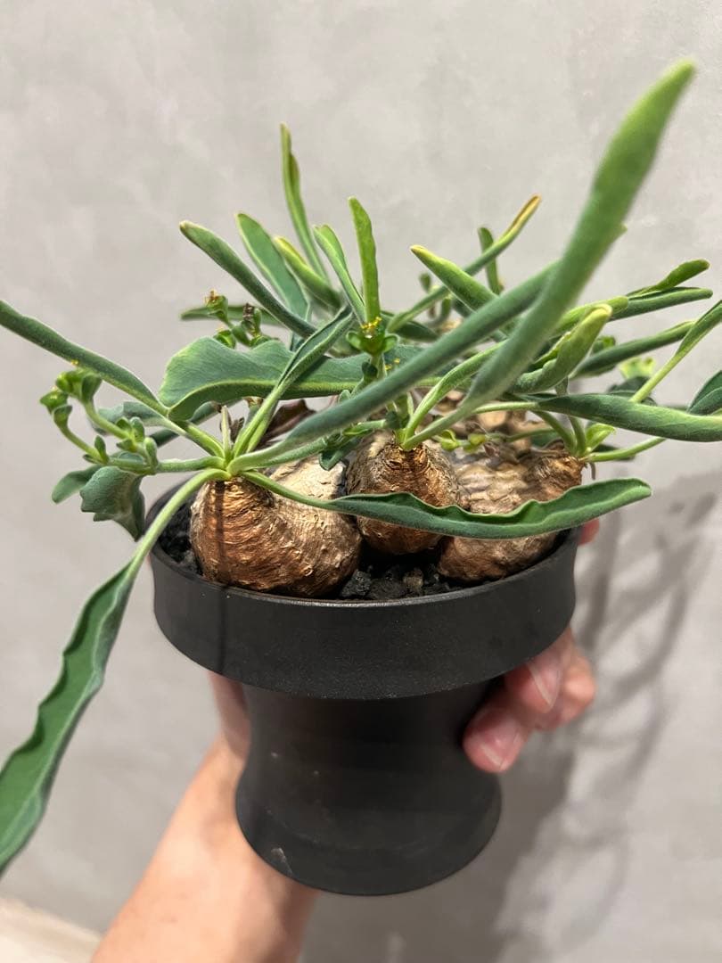 ユーフォルビア　ツベローサ　塊根植物