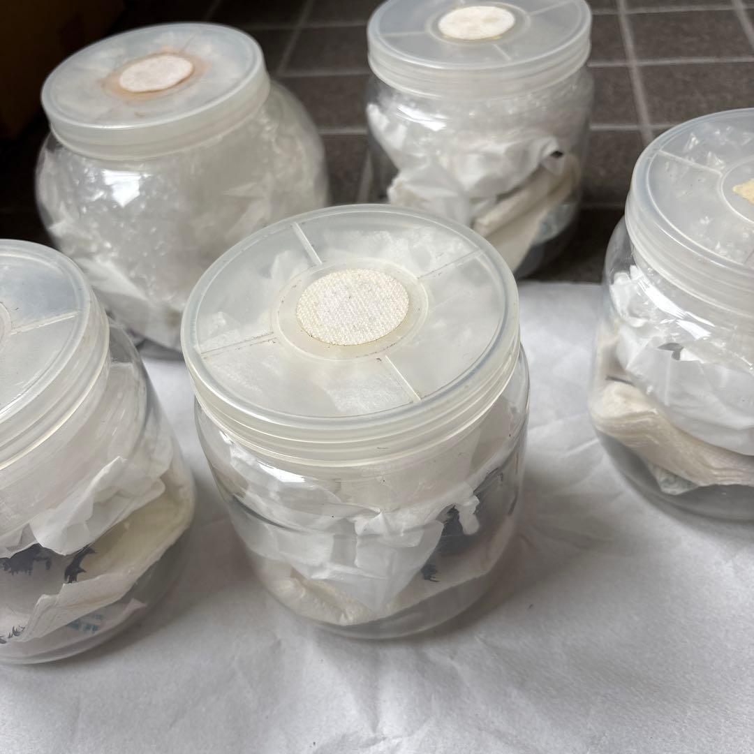 カブトムシ 標本セット 5匹