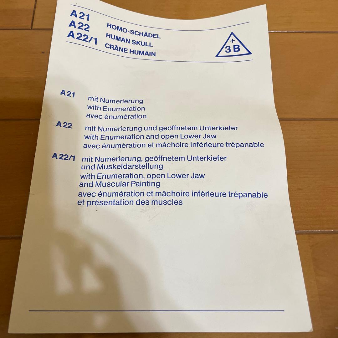 A 22/1 解剖学的頭蓋骨模型 3B