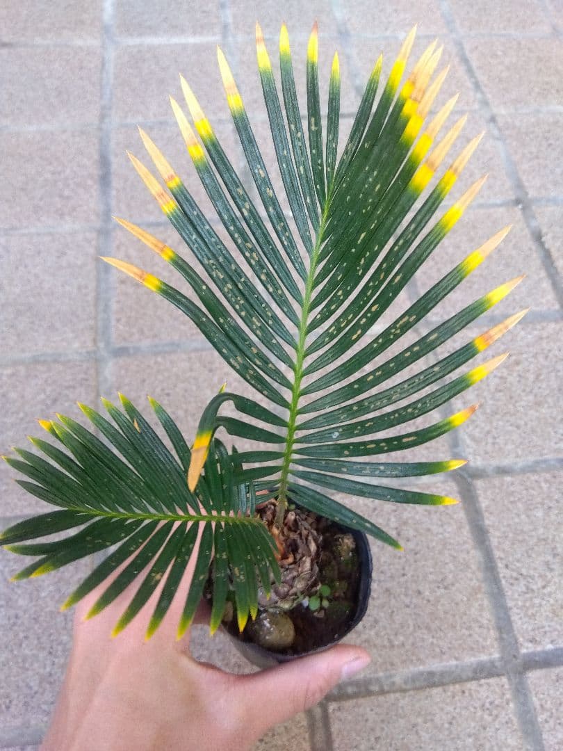 金環ソテツ　2.5号ポットつき　2株セット❗　い