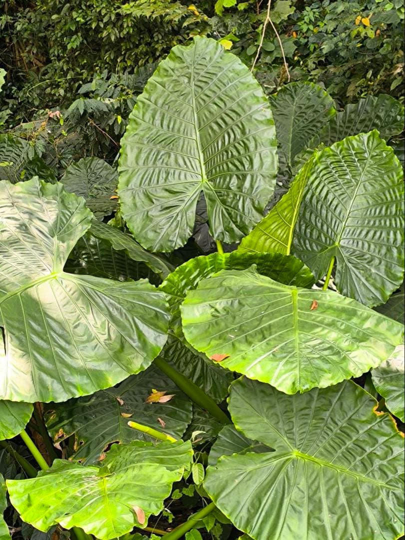 原種　世界最大　アロカシア　ロブスタ　サトイモ科　アロイド　パルダリウム　⑤